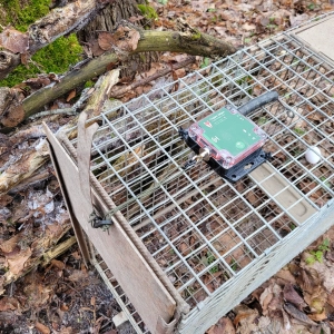 steckkastenfalle_drei