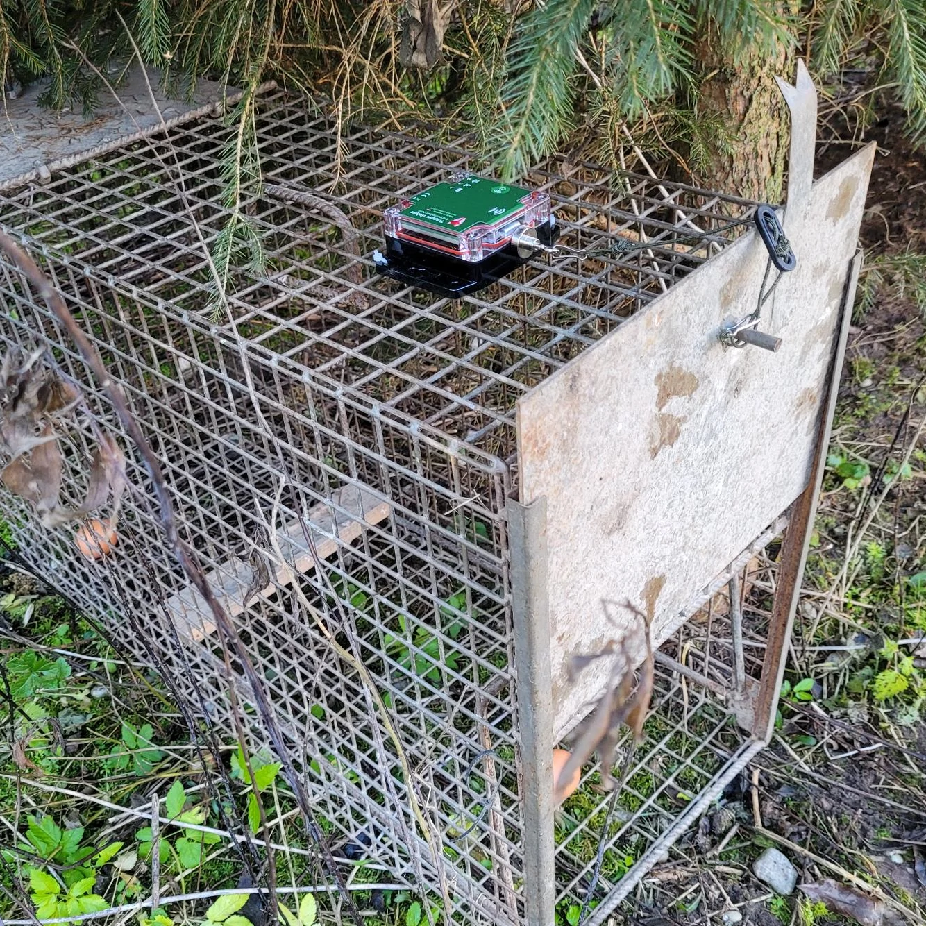 Fallenmelder Montage - Trapper Helper an Steckkastenfalle