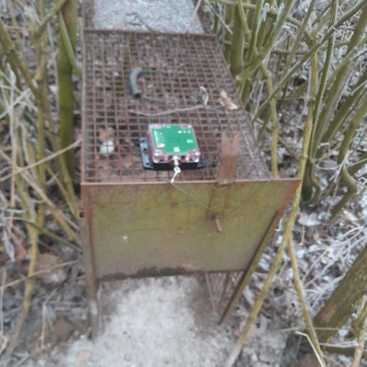 Fallenmelder Montage - Trapper Helper an Steckkastenfalle